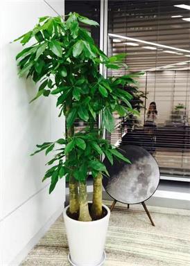 金坛绿植租赁