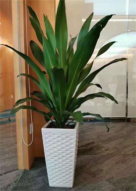 镇江绿植租赁