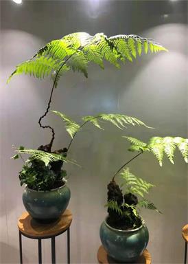 靖江绿植租赁